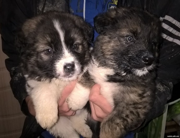 Алабай метис