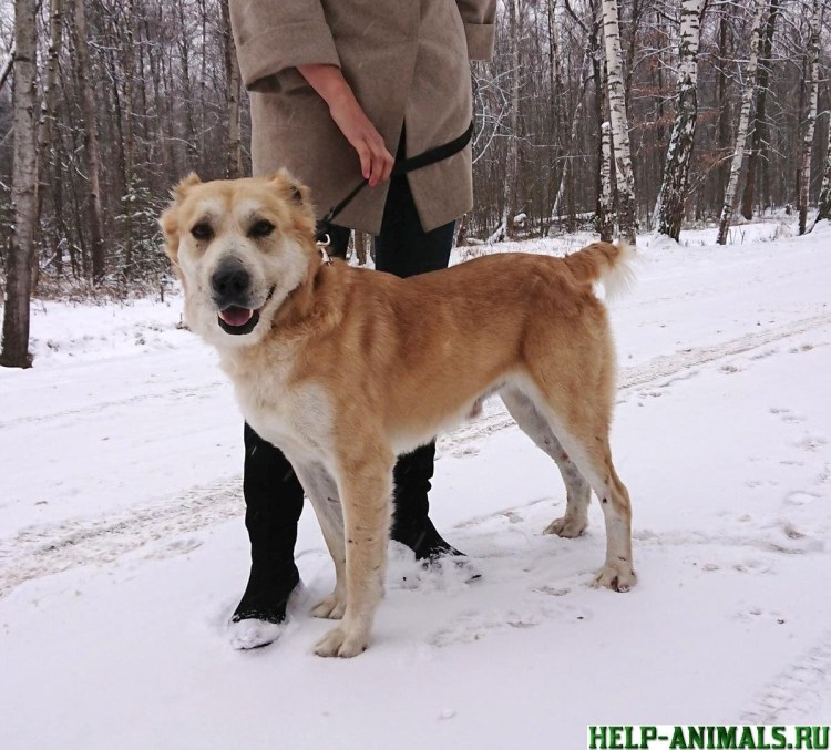 Метис алабая и ретривера