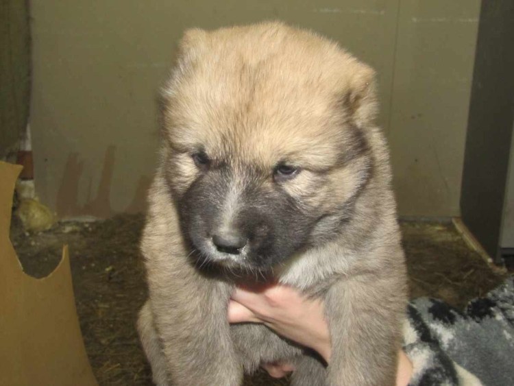 Среднеазиатская овчарка зонарная