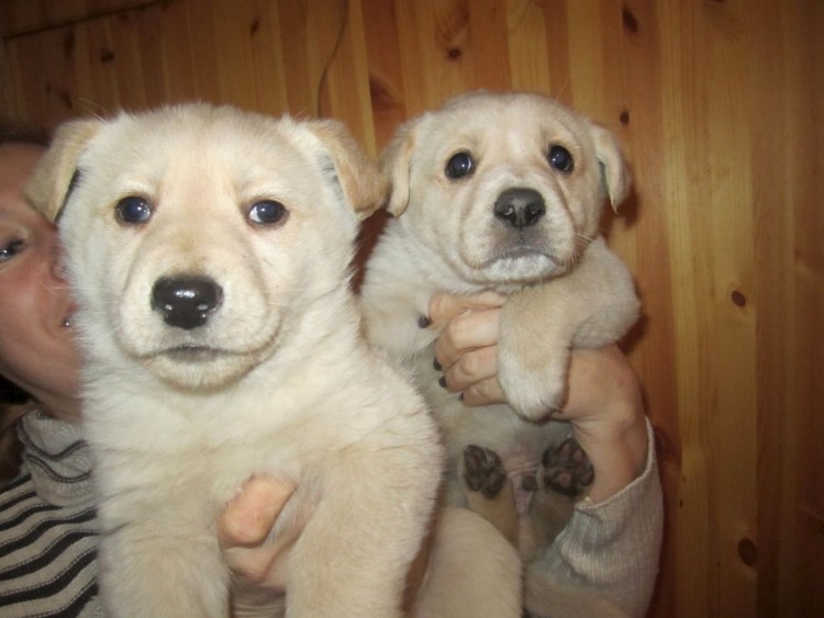 Помесь хаски и алабая