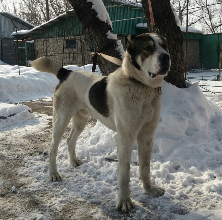 Метис кавказской овчарки