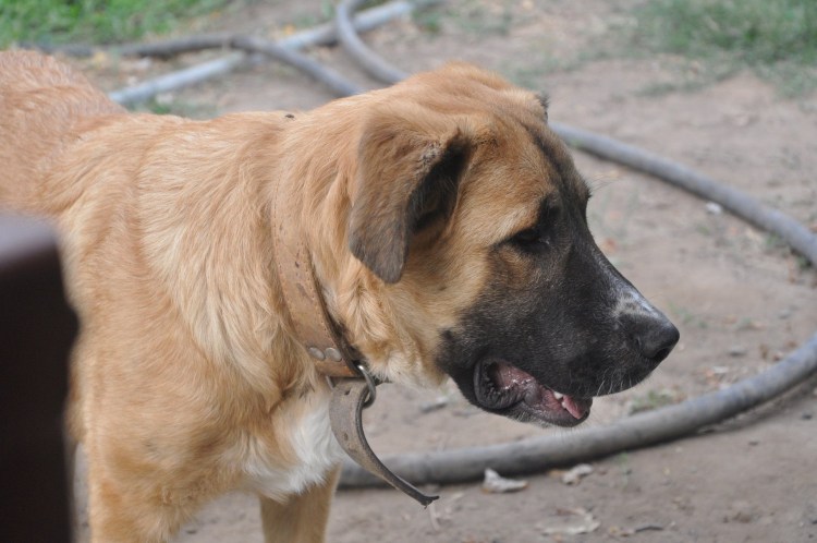 Московская сторожевая смесь с овчаркой