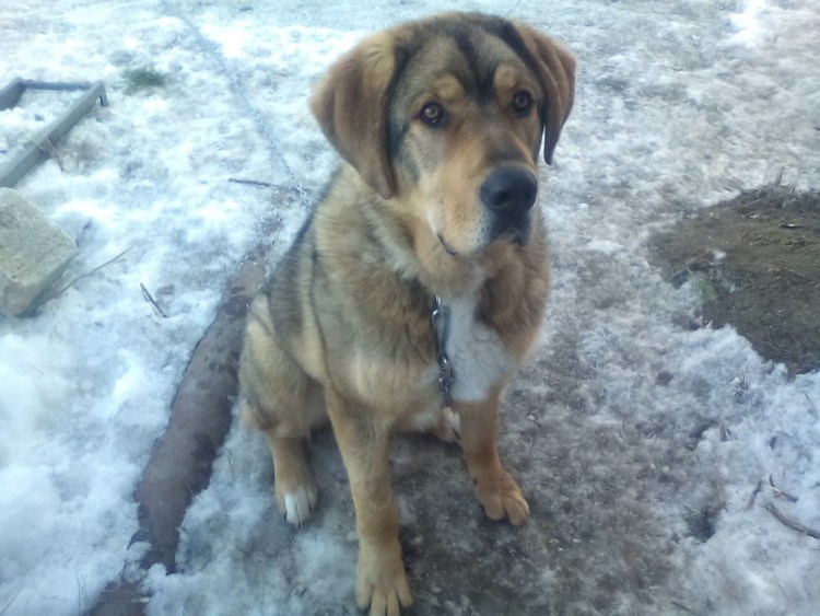 Помесь алабая