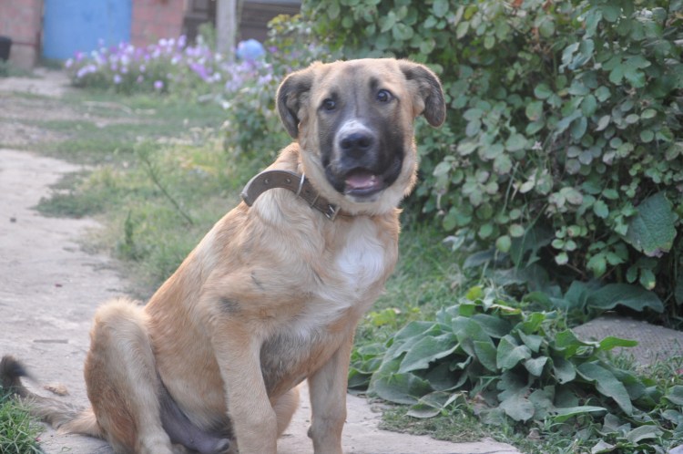 Смесь алабая и кавказской овчарки