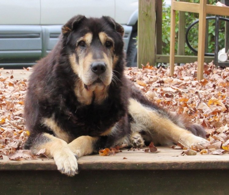 Кавказская овчарка и алабай помесь