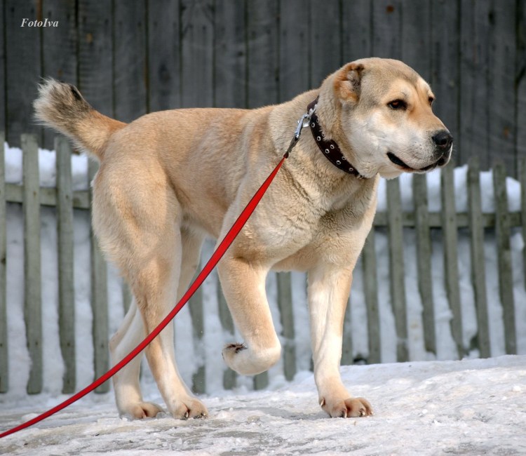 Метис лабрадора и овчарки белый