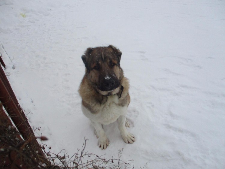 Метис Кавказская овчарка и питбуль