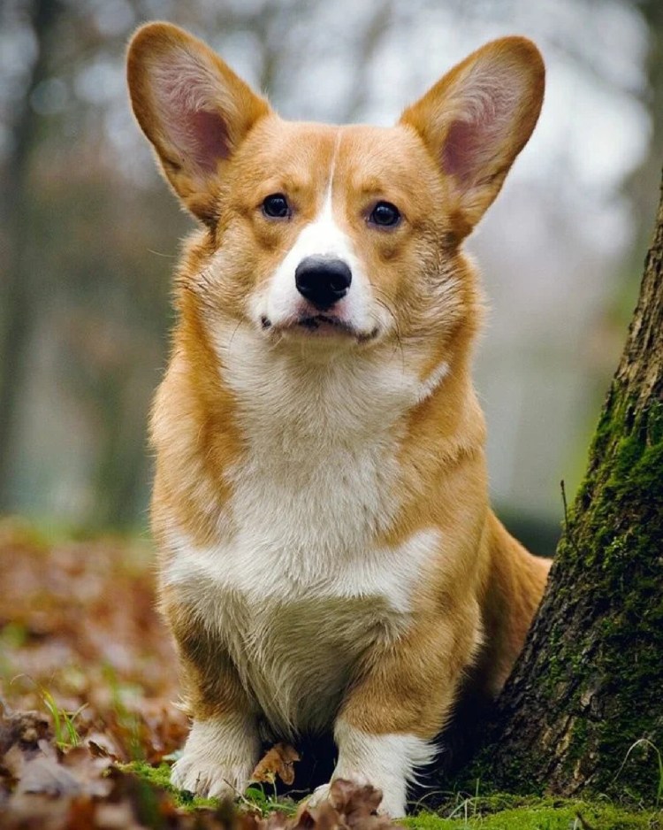 Вельш корги пемброк