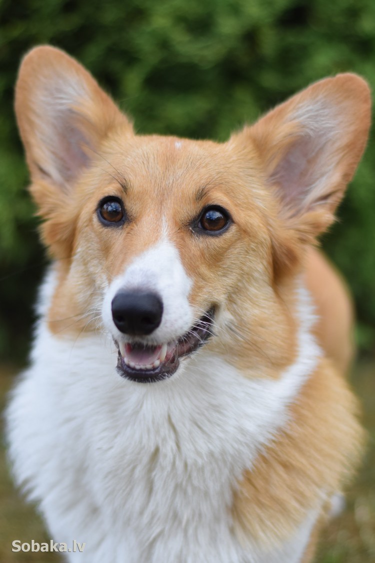 Корги овчарка