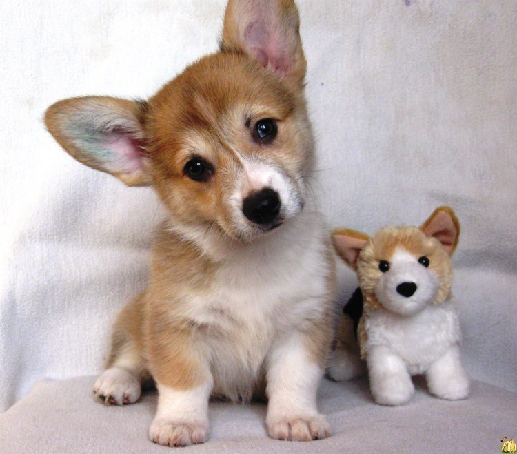 Карликовая овчарка вельш