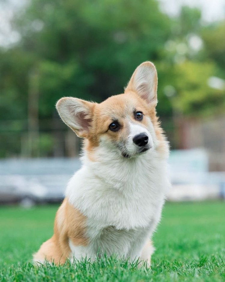 Вельш корги пемброк