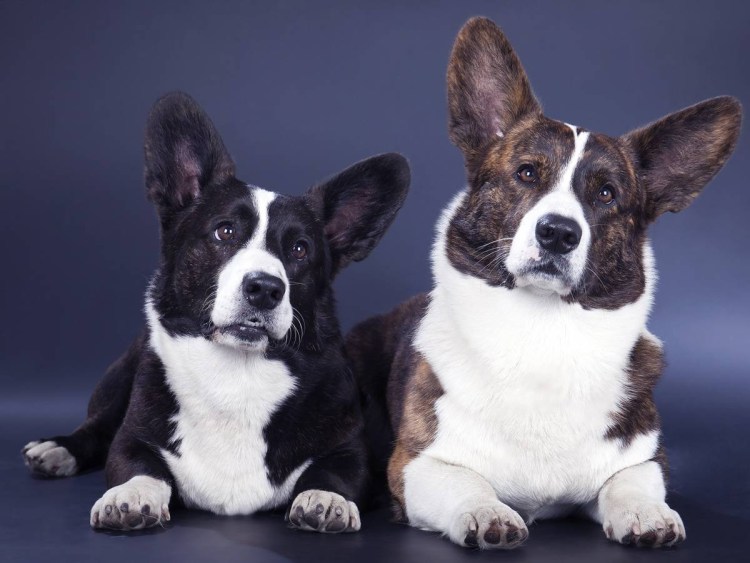 Собака вельш корги кардиган