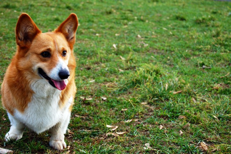 Корги пемброк