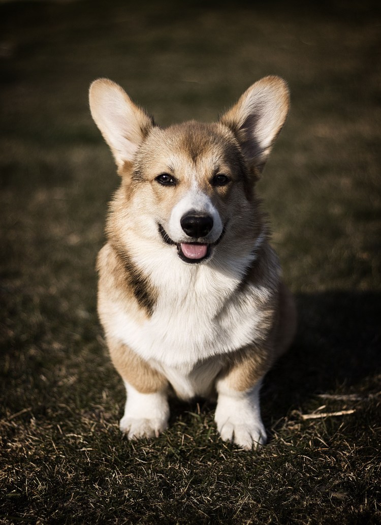 Щенки вельш корги пемброк