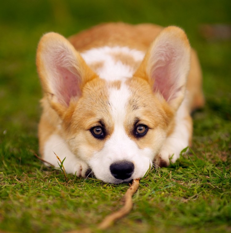 Собака вельш корги пемброк