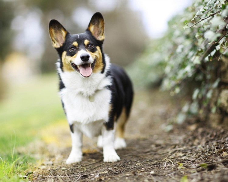 Гладкошерстный корги пемброк