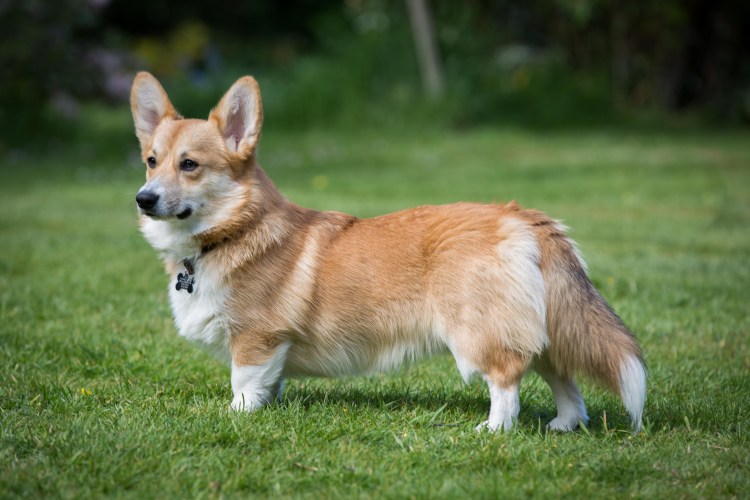 Вeльш корги пемброк