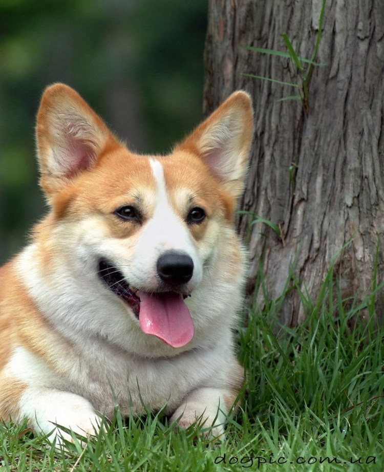 Собака вельш корги пемброк