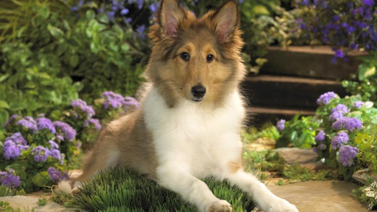 Вельш корги овчарка