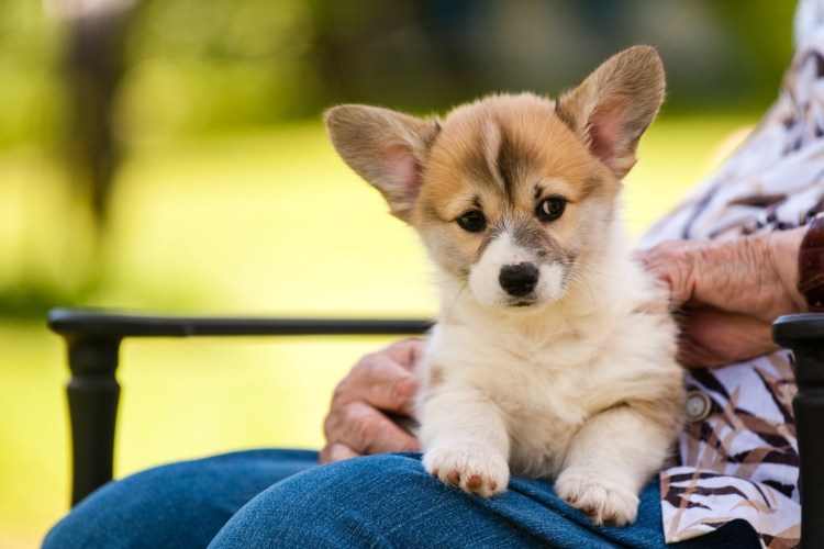 Порода собак вельш корги