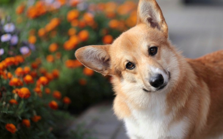 Вельш корги пемброк зима