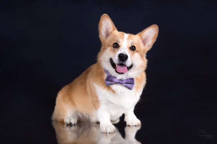 Вельш корги пемброк