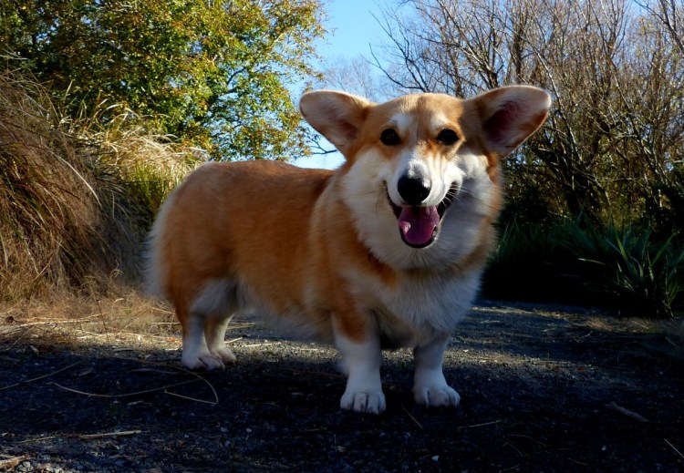 Щенки вельш корги пемброк
