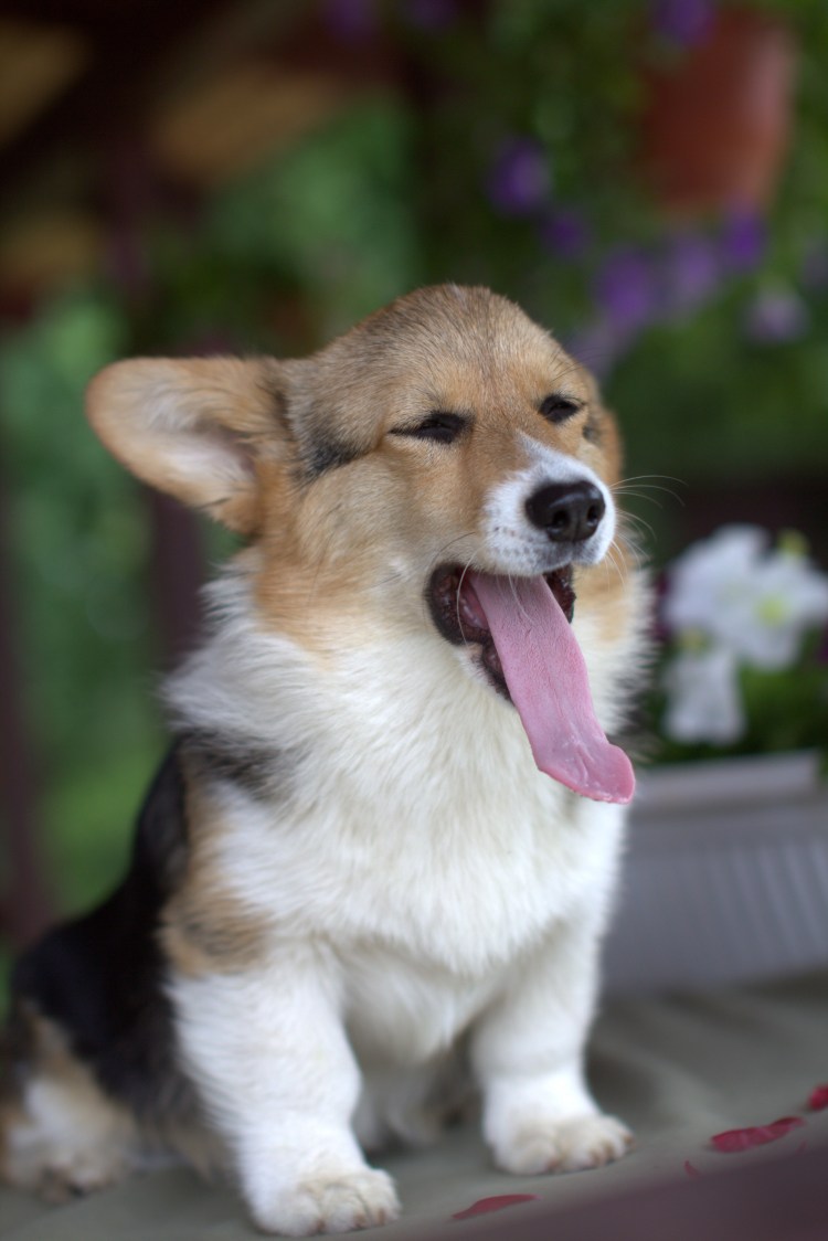 Вельш корги пемброк в полный рост