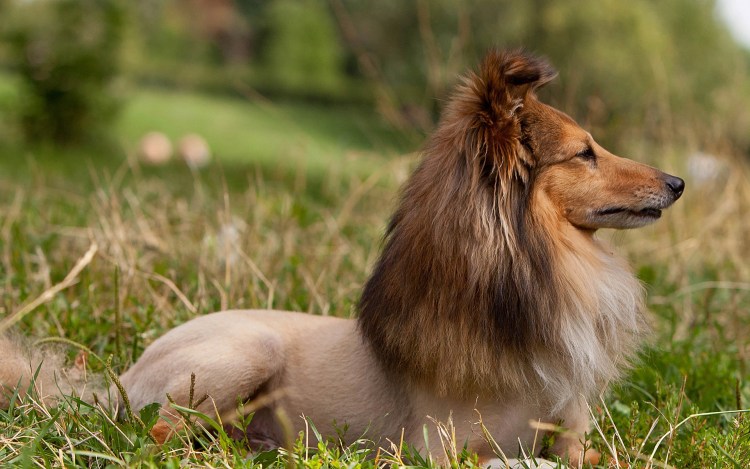 Порода собак вельш корги