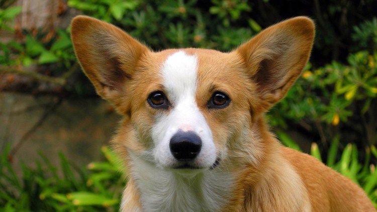 Карликовая овчарка вельш