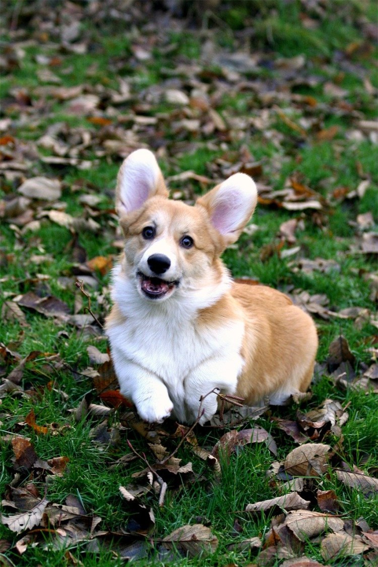 Вельш корги рыжий