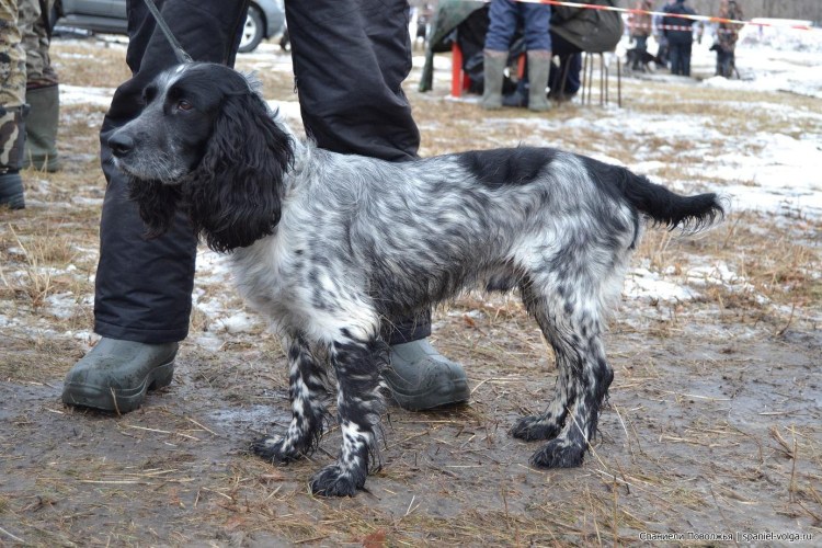 Ковёр спаниель с хозяином