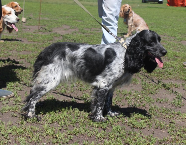 Русский охотничий спаниель Пегий