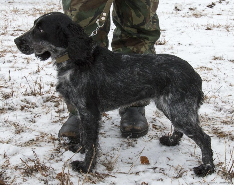 Филд спаниель на охоте