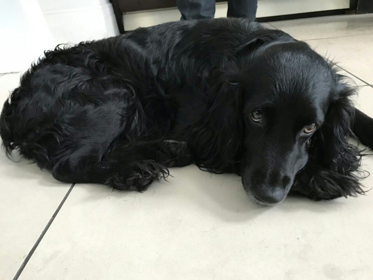 Русский спрингер охотничий спаниель