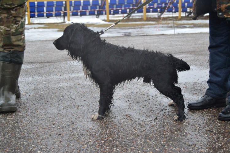 Русский охотничий спаниель черно Пегий