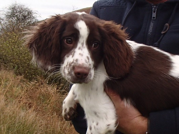 Русский охотничий спаниель щенки