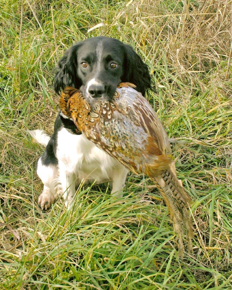 Стандарт русского охотничьего спаниеля