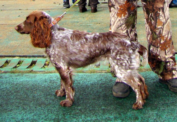 Ярославская секция русских спаниелей