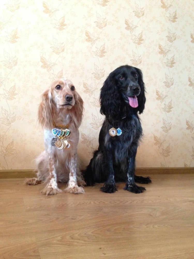 Кокер спаниель охотничий