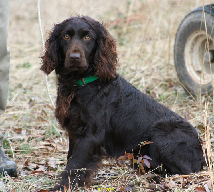 Спаниель и дети