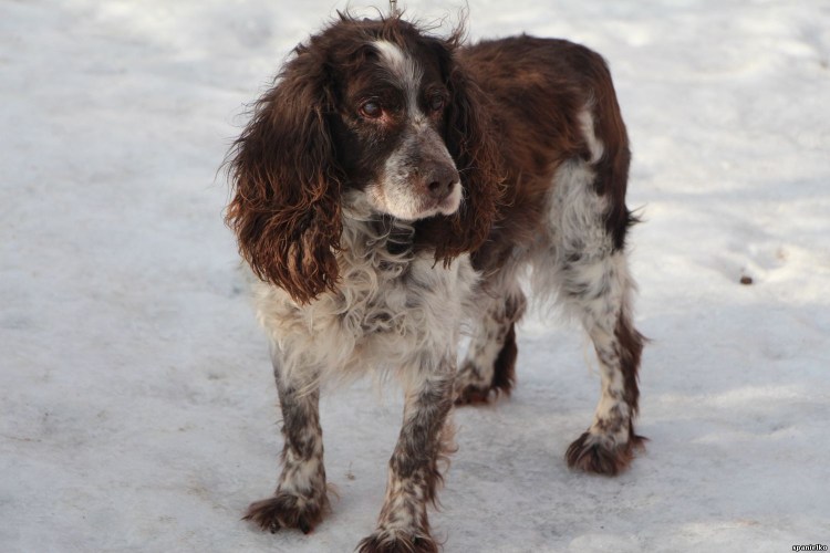 Русский охотничий спаниель Пегий