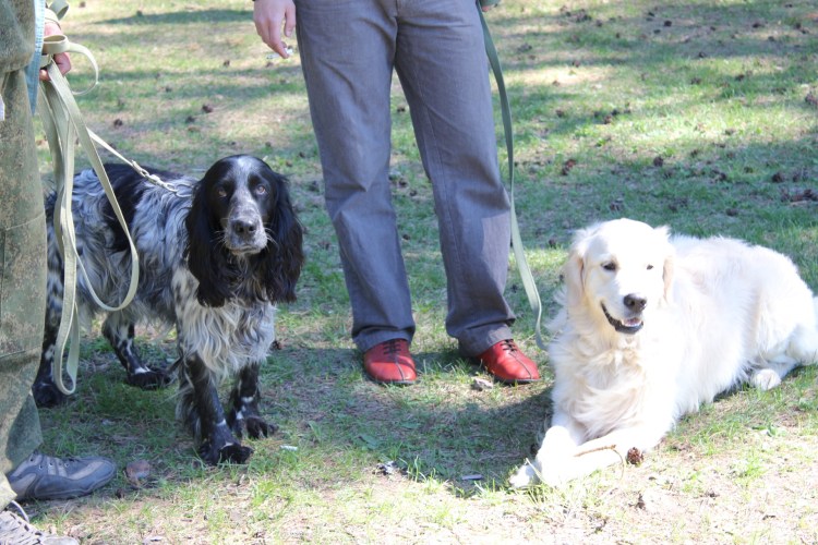 Вельш спрингер спаниель с человеком