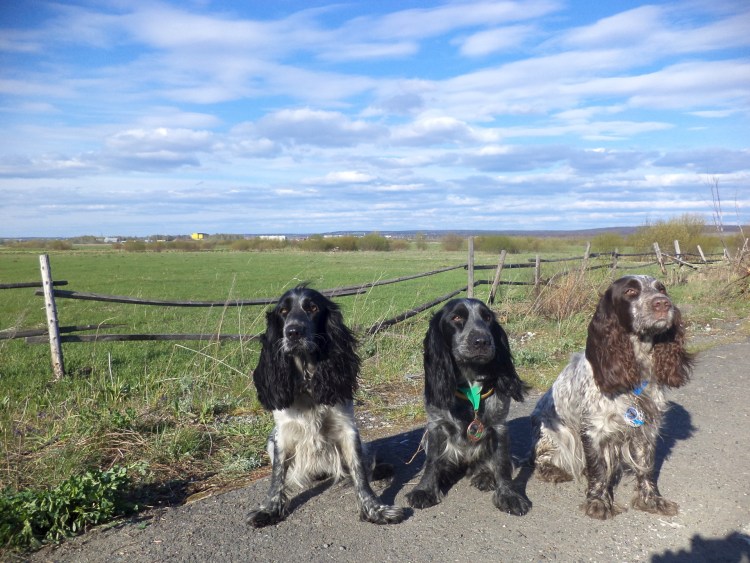 Спаниель с человеком