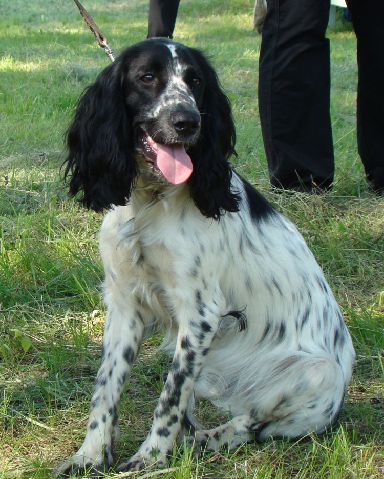 Русский спаниель Размеры