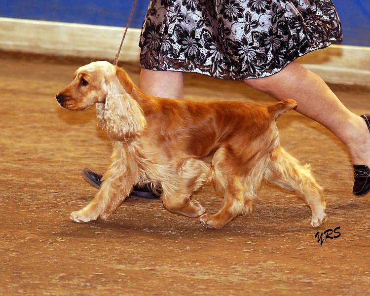 Русский охотничий спаниель с хозяином