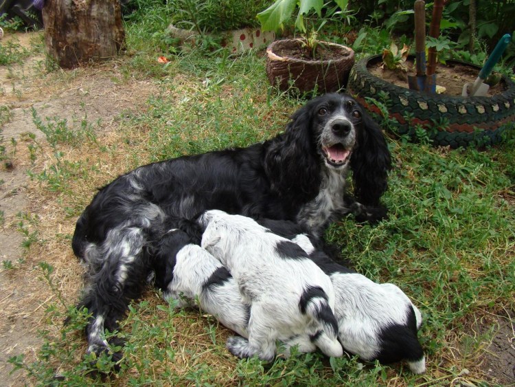 Английский кокер спаниель с человеком