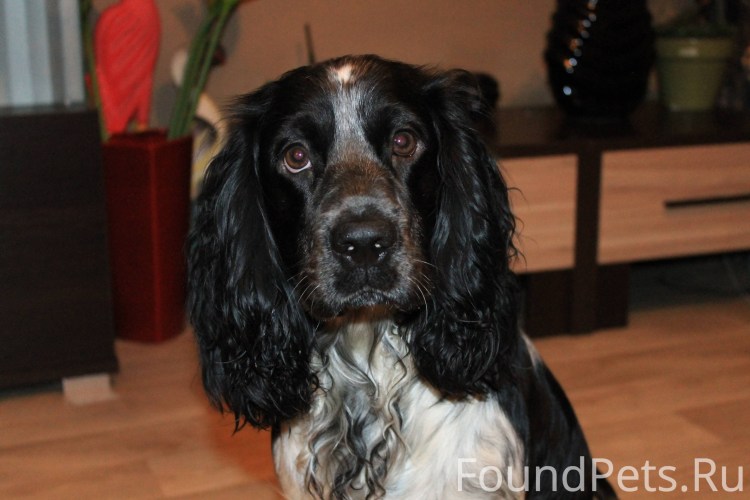 Русский охотничий спаниель гладкошерстный