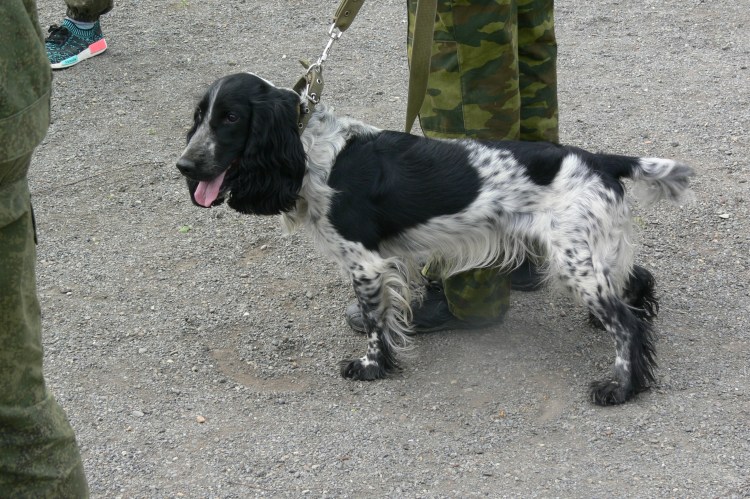 Английский кокер спаниель с человеком