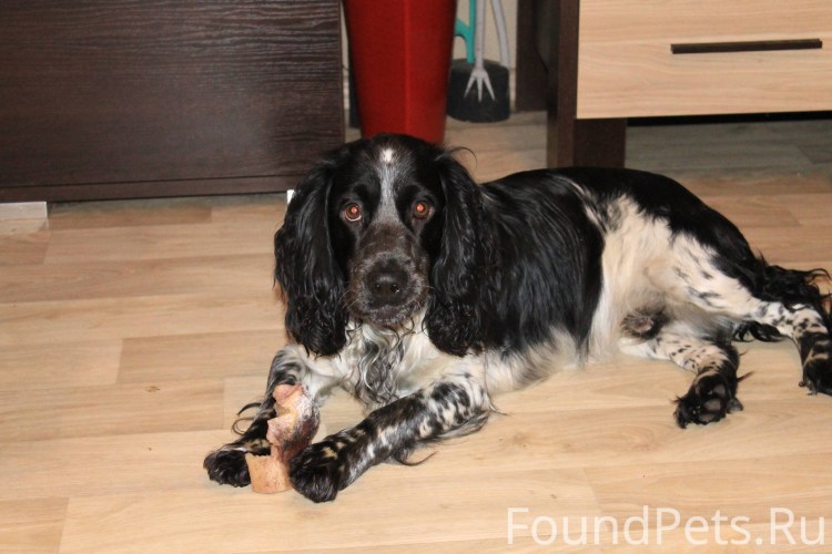 Русский спаниель ЗКС